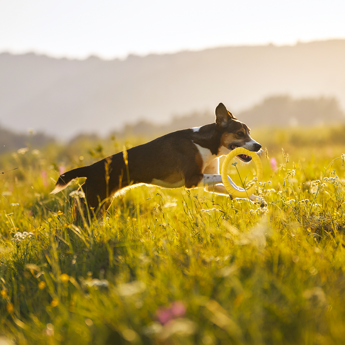 AeroFetch Dog Frisbee