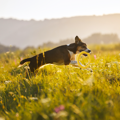 AeroFetch Dog Frisbee